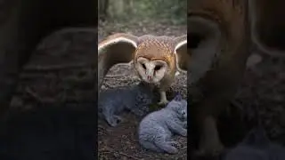 The Owl That Sheltered Two Shivering Kittens#Owl #Kittens #AnimalRescue #Heartwarming