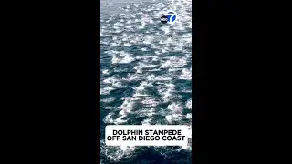 Dolphin stampede off San Diego coast