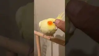 #birds #talkingparot # #cockatiel #nature #animals #cockatiel #birds #parrot #music#cute