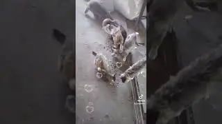 lots of cats Steel Soul