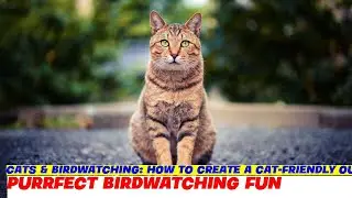 Cats & Birdwatching: How to Create a Cat-Friendly Outdoor Space