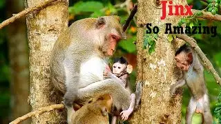 So Amazing Baby! Baby Jinx So Strong & Cute, Jinx And Janna Playing Around Anya So Happily.