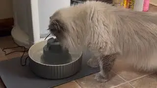 Wonder Creature Cupcake Cat Water Fountain Porcelain, Pet Water Fountain for Dog and Cat
