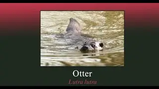 The Otter - The British Mammal Guide