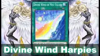 Divine Wind of Mist Valley Harpies! ft. Ancient Fairy D. (Spirit of the Beast, Yu-Gi-Oh! Duel Links)