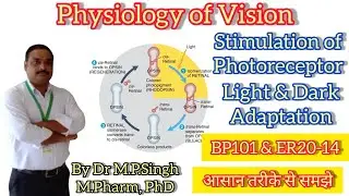 Physiology of Vision | Vision Pathway | Function of Eye | Human Anatomy Physiology | BP101T&ER20-14T