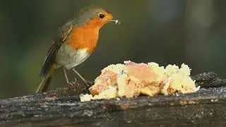 The Nightingale Bird | Voice of Nature | Full Documentary