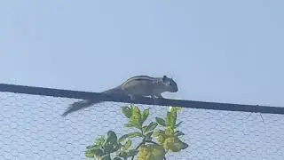 Terracegarden 🏡💕#youtube#swethasoul#mahakaal#bairava#eshwara#birds#animals#flowers#plants#peace#angl