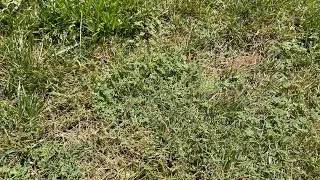Fixing my Front Lawn: Part 1 ☘️// Garden with Glamour