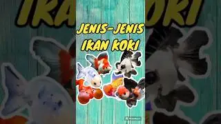 JENIS JENIS IKAN KOKI #ikanhias