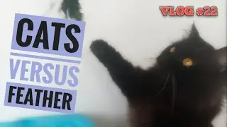 CATS VS FEATHERS | CAT PLAYTIME | CAT VLOGS PHILIPPINES | juliesvlogs ❤️