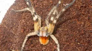 @philipfish50 #shortvideo (#Brazilianwanderingspider) doing a threat pose #shorts