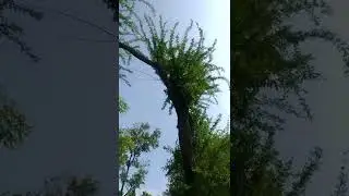 Calumbi #shorts#tree #viral #videography #shortsvideo #new #nature #sky #blue #green #trees #leaves