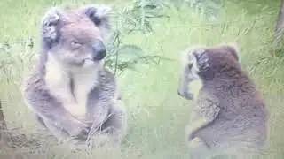 I❤️KoAla super cute!