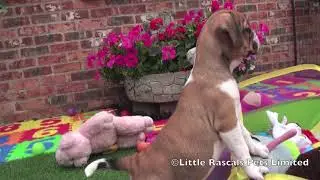 Puggle Puppies for sale