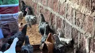 Chicken returns to the coop after 3 hours of foraging 