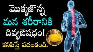 Sweet Corn Nutrition Facts And Health Benefits In Telugu-కీళ&zwnj;్లనొప్పులను దూరం చేసే..మొక్కజొన్న