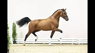 Fioretti VDL (Foundation x Bretton Woods)