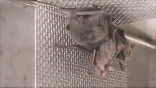 Wuhan bat video shows much of pandemic origin information was &lsquo;Chinese disinformation&rsquo;