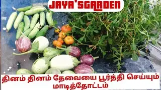 அவசர நேரத்தில் அட்டகாசமான மாடித்தோட்டத்து அறுவடை .....