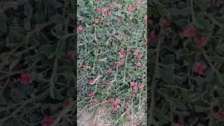 Indigofera linifolia #flowers  Beauty 🌸 | Rare Wild Flowers in My #Garden | Nature #shorts