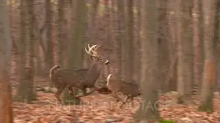 Whitetail deer, bucks and does running in woods I