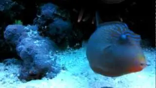 Toby Puffer displaying