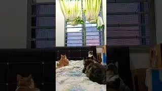 watching birds