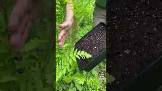 Collecting Spores of Interrupted Fern May 7, 2025