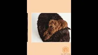 Oval Natural Sheepskin Pet Bed - Chocolate Brown