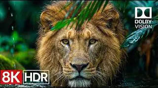 African Safari Live Cam / Wild Animals Relaxing 8K HDR: Ultra Relaxing Wildlife Dolby Vision, 60fps