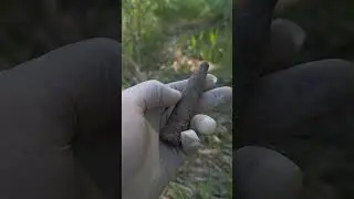 #history #metaldetecting #находкисметаллоискателем #warhistory #ww2 #коп #metaldetector