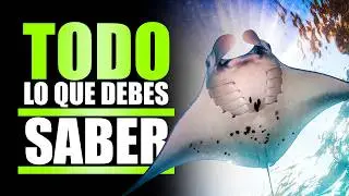 RAYAS Y MANTARRAYAS NO SON LO MISMO: 20 CURIOSIDADES | PLANETA ANIMAL MX