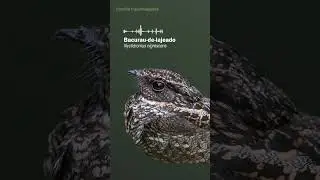 Cantos dos bacuraus e urutaus do Brasil! Cantos das AVES NOTURNAS!