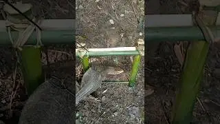 ## Monitor lizard Trap # short video ##