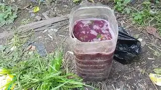 I Turned Beetroot Into Powerful Organic Fertilizer 🌱💪#BeetrootFertilizer #organicfarming