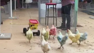 Chicken Racing Winton