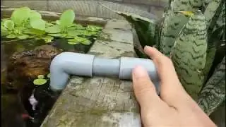 KHÔNG SỢ MƯA TRÀN HỒ CÁ (bảy màu guppy, hạt lựu, molly, hồng kim, bình tích) cho hồ cá ngoài trời