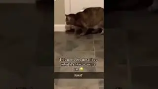 Cat Senses Danger; Book it Kitty!!!