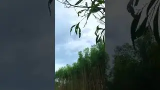 Why I Can't  Save The Forest Land For Otter Titi