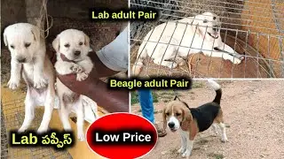 Lab Puppies,lab & Beagle dogs for sale in telugu/9502424767 /aj pets 