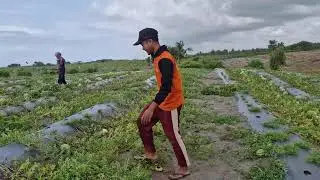 AMAZING FARMER SKILL: HARVESTING HUNDREDS OF WATERMELONS WITH JUST HIS BARE HANDS -Agriculture Tools