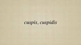 cuspis, cuspidis