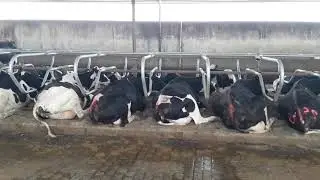 HMI ECO Rail Freestalls