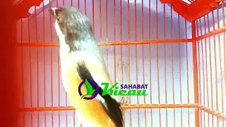 CENDET MANTAN PRESTASI