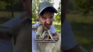 Goat's Milk Delights: Quality, Taste, and More