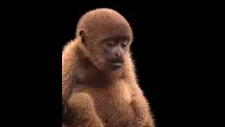 Wooly monkey, (Lagothrix)
