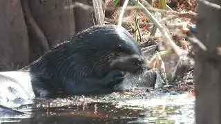 North American river otter (Lontra canadensis) feasting on a fish