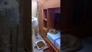 В Кошачьем Царстве Обновка!