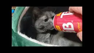 Smokey the cat takes the TAB soda soft drink blind taste test challenge!  3/20/2025